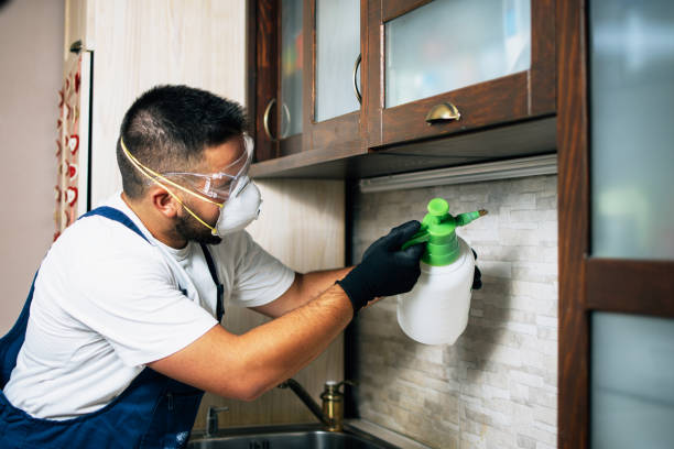Best Rat Extermination Near Me  in La Habra, CA